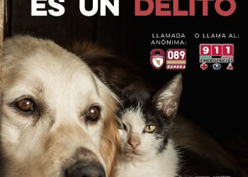 Exhorta Gobierno de Sonora a reportar el maltrato animal a la línea 9-1-1 y 089