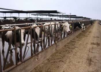 California declara la emergencia por la gripe aviar en el ganado vacuno