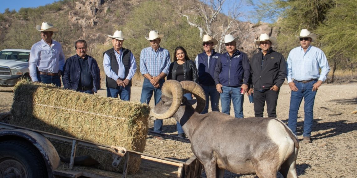 Contribuye Gobierno de Sonora a recuperación del borrego cimarrón con liberación de 20 animales: Celida López