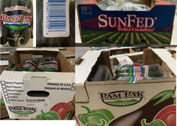 Pepinos de Sonora causaron brote de salmonella en Estados Unidos, apuntan autoridades