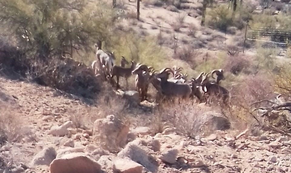 Exitosa la introducción de borrego cimarrón en la sierra: Celida López