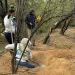 Localizan 26 fosas clandestinas con restos humanos en la carretera 26