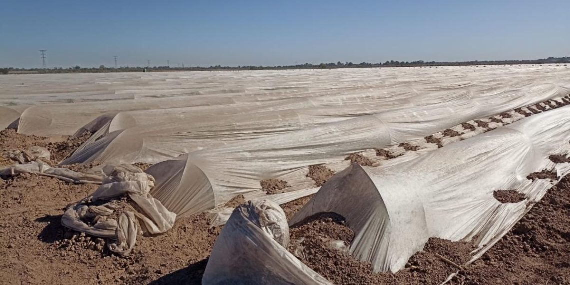 Emite Sagarhpa recomendaciones preventivas a productores por llegada de Segunda Tormenta Invernal