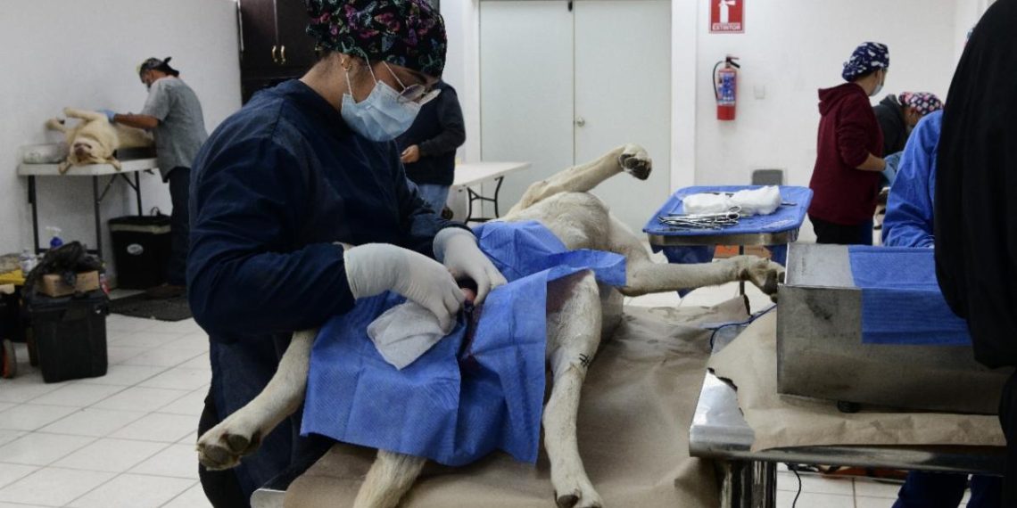 Inicia el año Gobierno de Sonora con jornadas de esterilización canina y felina