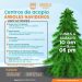 Invita Ayuntamiento de Hermosillo a depositar árboles navideños en centros de acopio