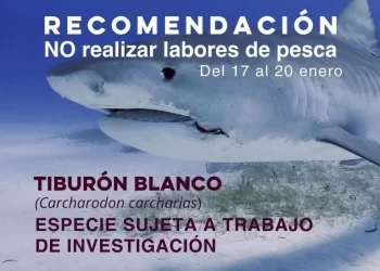 Suspenden buceo en Yávaros por investigación a tiburones