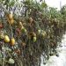 Heladas provocan daños a cultivos de tomate en Cajeme