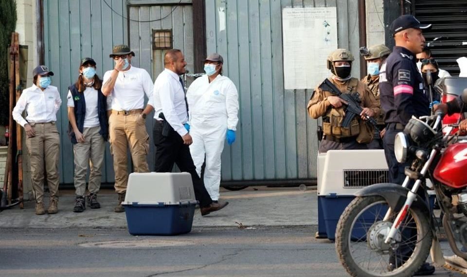 Rescatan perros de presunta carnicería en Edomex