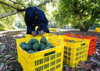 Aguacateros mexicanos quieren diversificar sus exportaciones ante los aranceles de EU