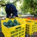 Aguacateros mexicanos quieren diversificar sus exportaciones ante los aranceles de EU
