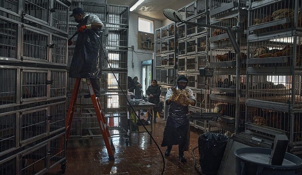 Mercados se apresuran a vender pollos tras orden de cerrar debido a gripe aviar