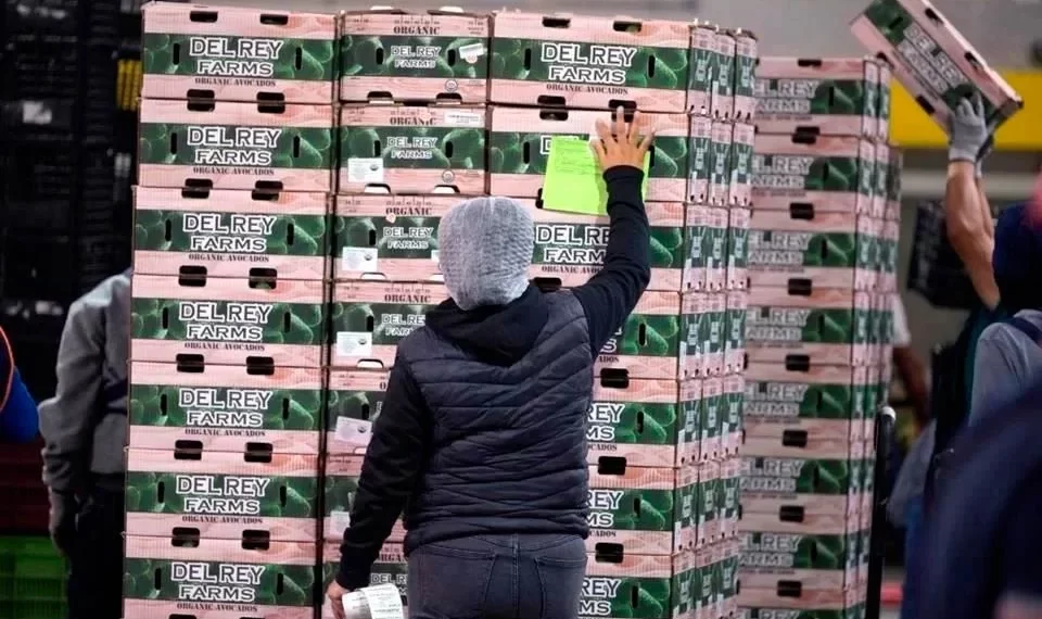 Bajaron 20% envíos de aguacate a EU para Super Bowl