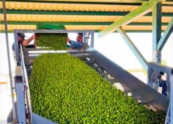 Sonora ocupa el primer lugar en México en producción de aceituna: Sagarhpa