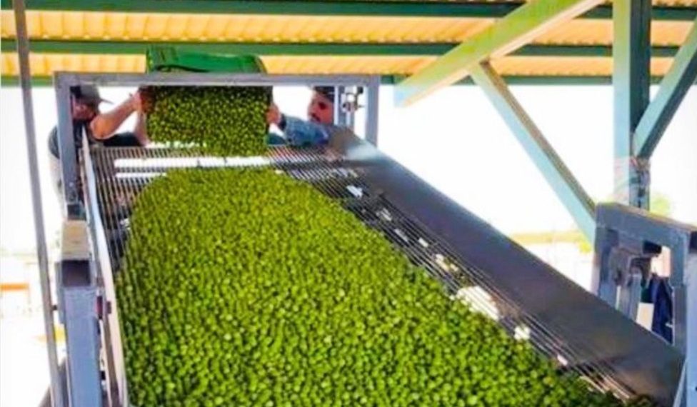 Sonora ocupa el primer lugar en México en producción de aceituna: Sagarhpa