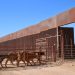 Gestiones del Gobernador Durazo reanudan en Sonora la exportación de ganado a Estados Unidos