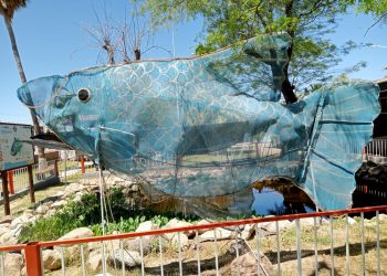 Contribuye Cobach Sonora a la protección exitosa de especie endémica de pez