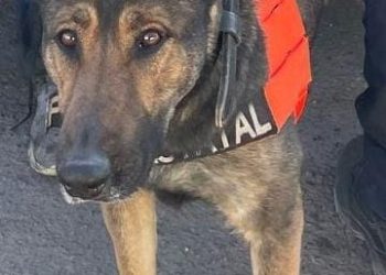 Asegura Gobierno de Sonora a personas con narcóticos