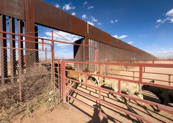 Se reactiva cruce total de ganado por frontera de Sonora