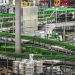 Aranceles de Trump amenazan a productores de cebada en EU y podrían encarecer la cerveza en México