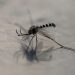 Reportan 2 mil 432 casos confirmados de dengue