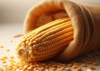 Cae 21% en 2 años producción de maíz