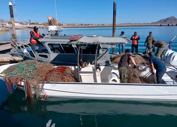 Gobierno de México retira 6 mil metros de redes ilegales de enmalle y libera diez totoabas y dos tortugas en el Alto Golfo de California