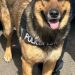 Binomio canino del Gobierno de Sonora generan resultados en operativo de Hermosillo