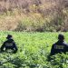 Grupos especializados de la SSP del Gobierno de Sonora localizan y destruyen plantíos de marihuana en Álamos