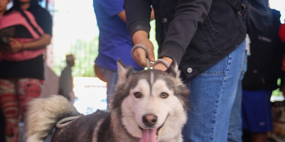 Realizan con éxito Jornada Universitaria de Salud Animal