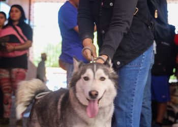 Realizan con éxito Jornada Universitaria de Salud Animal