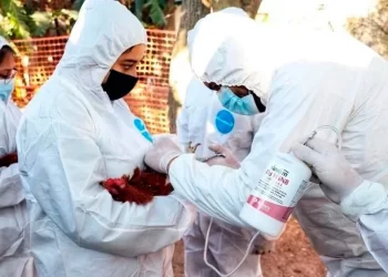Confirma Ssa primer caso humano de influenza aviar A (H5N1)