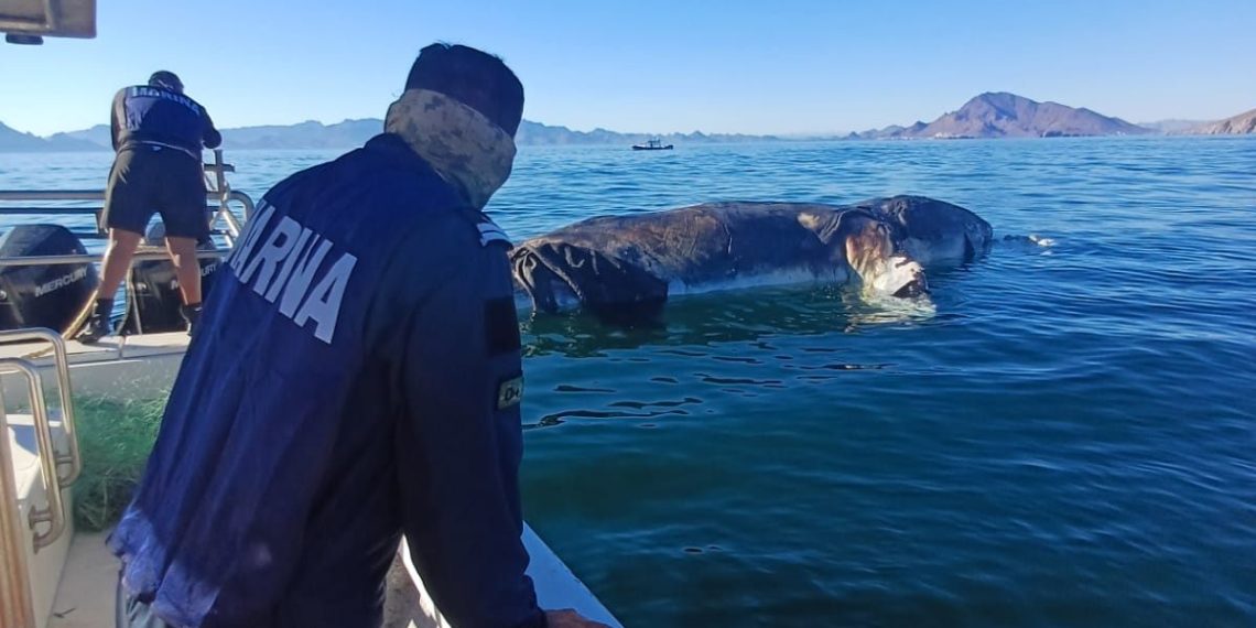 MARINA en coordinación con PROFEPA y PC de Guaymas, realizaron maniobra de puesta a flote de ballena varada en Playa Miramar