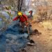 Combaten incendio forestal en Bavispe