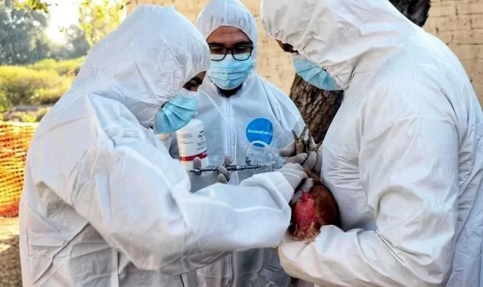 Muere niña por influenza aviar, primer caso en México