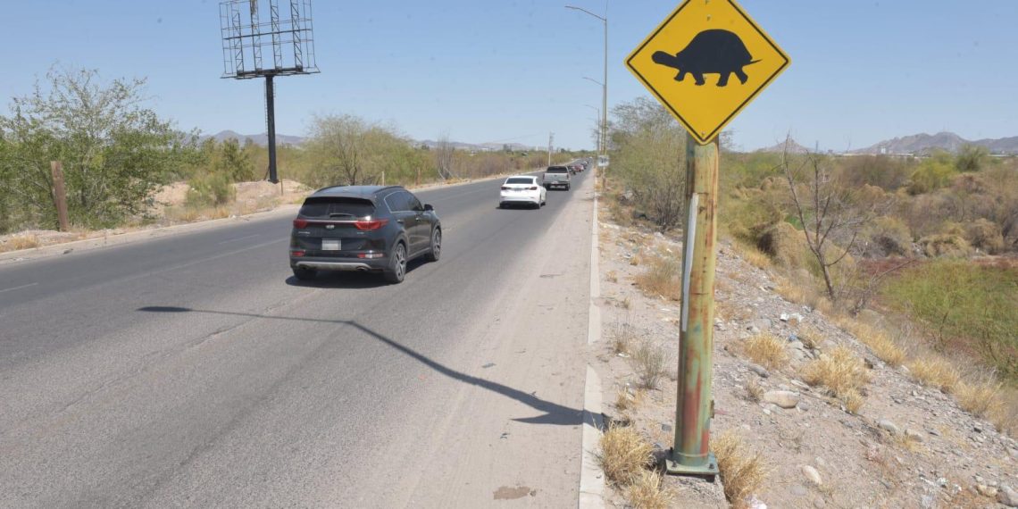 Instala Ayuntamiento de Hermosillo señalamientos preventivos por cruce de tortugas en el Vado del Río