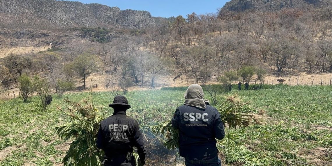 Localiza y destruye Gobierno de Sonora 21 toneladas de marihuana en Álamos