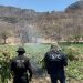 Localiza y destruye Gobierno de Sonora 21 toneladas de marihuana en Álamos