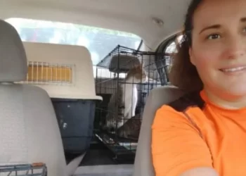 Asesinan a activista de animales en Culiacán