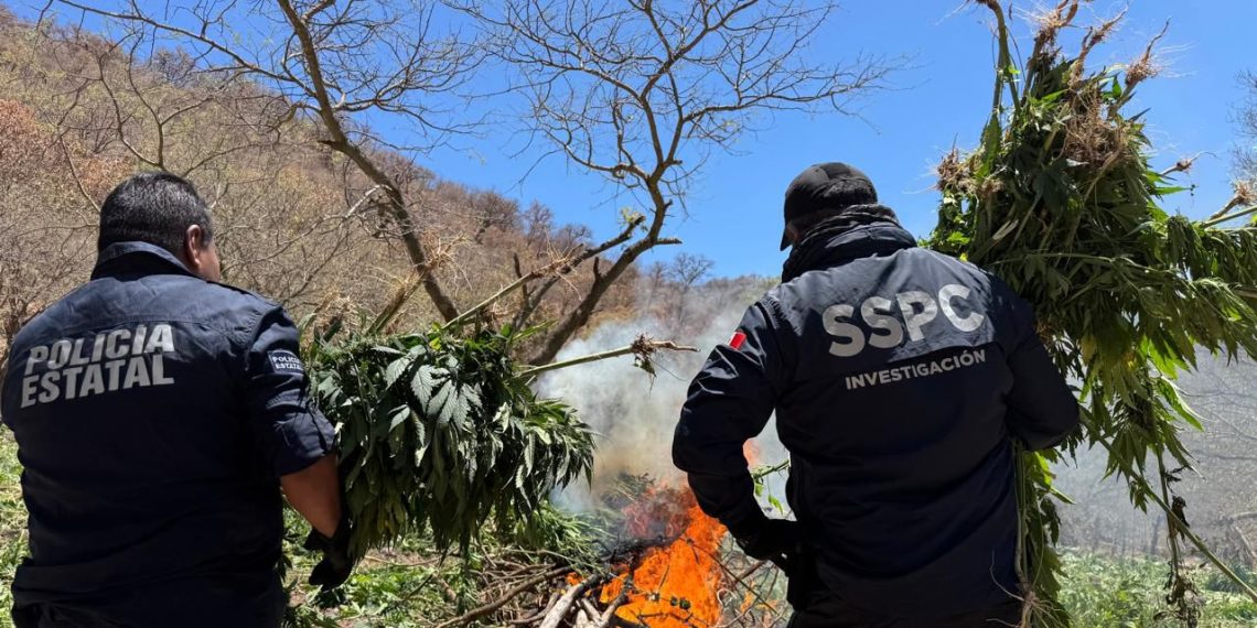 Destruye Gobierno de Sonora más de 72 toneladas de marihuana en Álamos