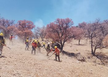 Gobierno de Sonora combate incendio forestal en Arizpe