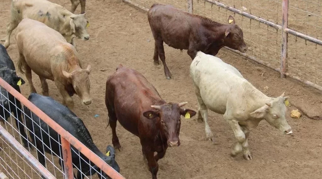 Detecta Salud 6 casos de miasis humana por gusano barrenador