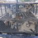 Rescatan a 25 canes en cateo por maltrato animal en San Luis Río Colorado