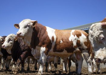 Berdegué culpa a EU por no controlar expansión de gusano barrenador