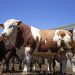 Berdegué culpa a EU por no controlar expansión de gusano barrenador
