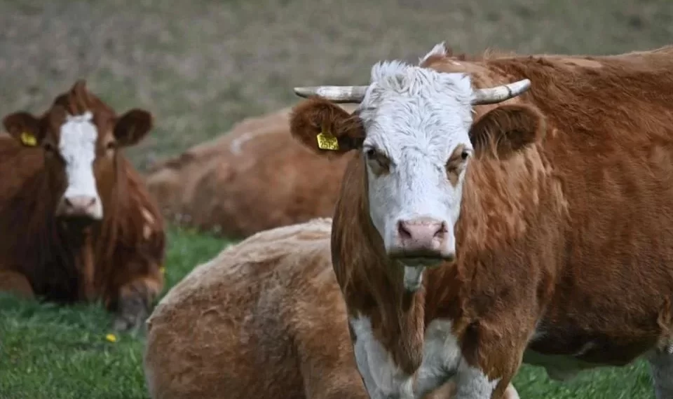 Invertirá EU 21 mdd para combatir gusano barrenador