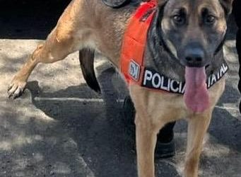 Binomios caninos del Gobierno de Sonora localizan presunto narcótico en colonia de Hermosillo