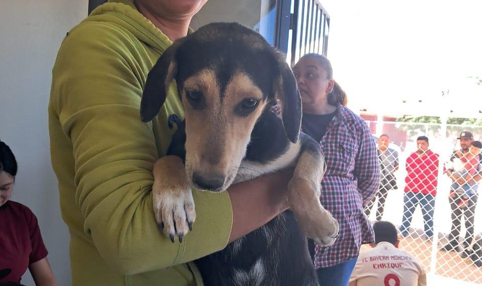 Beneficia Gobierno de Sonora la salud animal con jornada de esterilización en Empalme