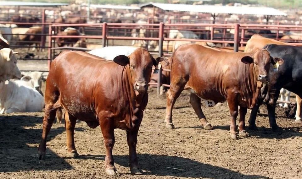 Importa México 8 mil reses australianas