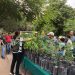 Logra Gobieno de Hermosillo récord en jornada de donación de plantas nativas