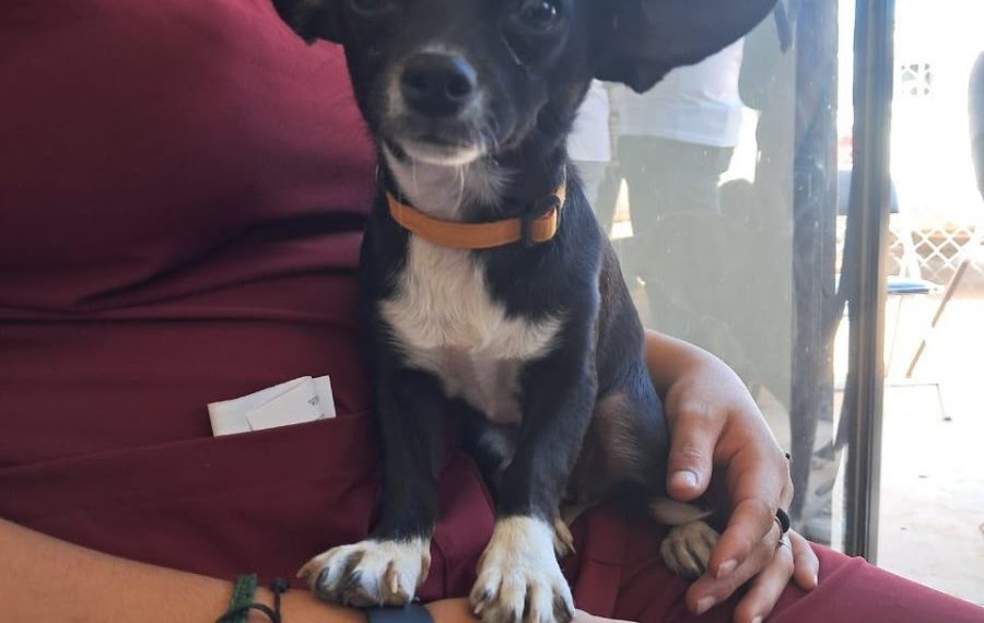 Beneficia Gobierno de Sonora la salud animal con jornada de esterilización en Empalme